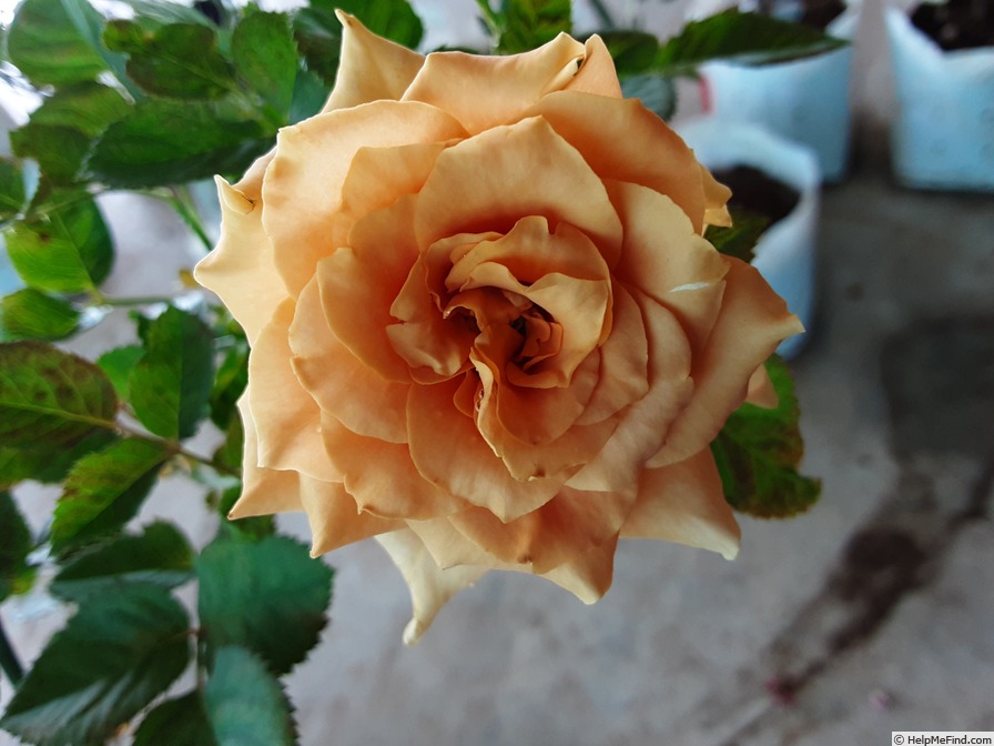 'Toffee' rose photo