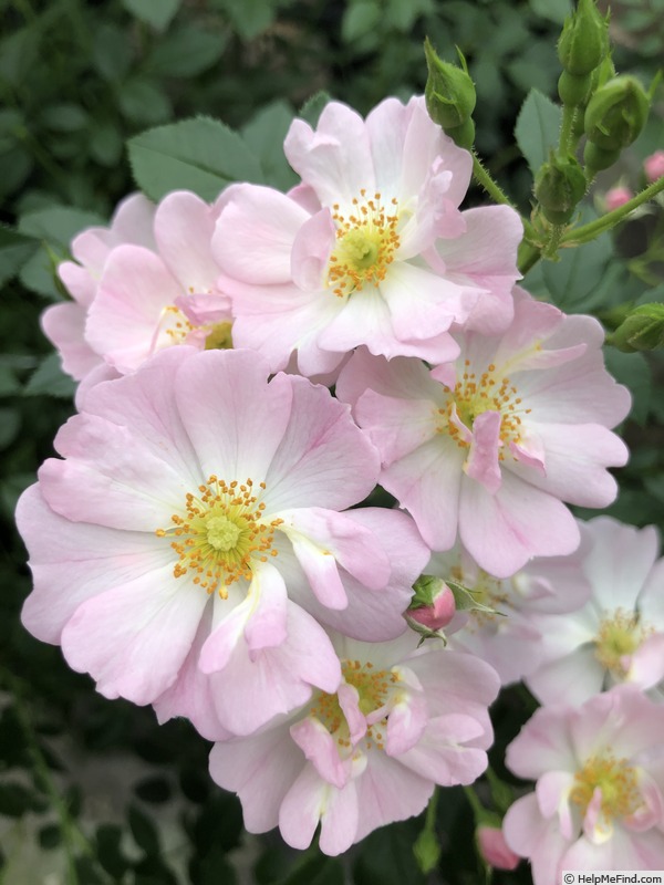 'Sternenhimmel ®' rose photo