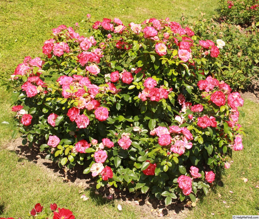 'Enjoy ® (floribunda, Kordes, 2009/20)' rose photo