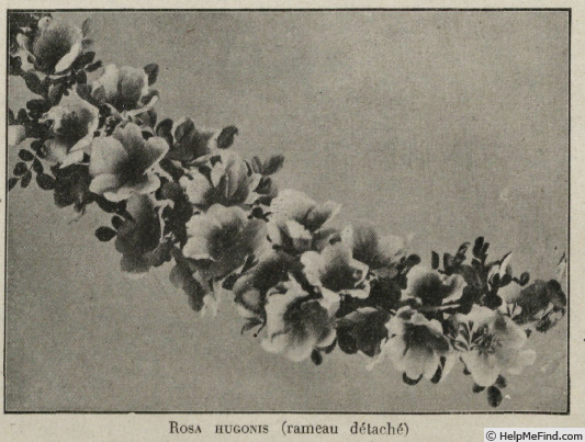 '<i>Rosa hugonis</i> Hemsl. synonym' rose photo