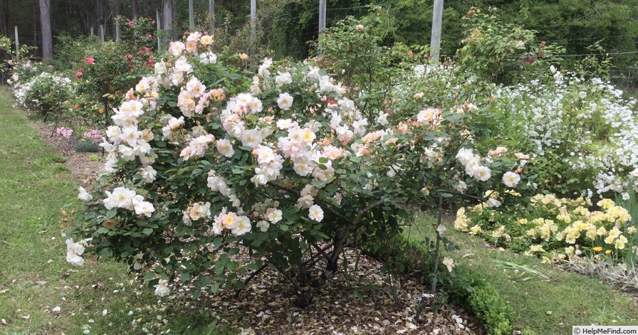 'Penelope (hybrid musk, Pemberton 1924)' rose photo