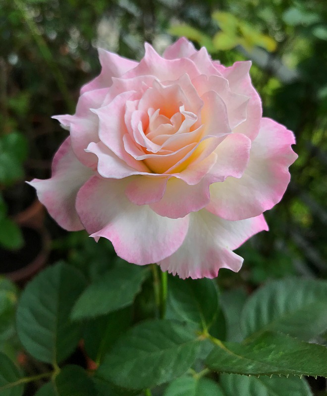 'Seraphim' rose photo