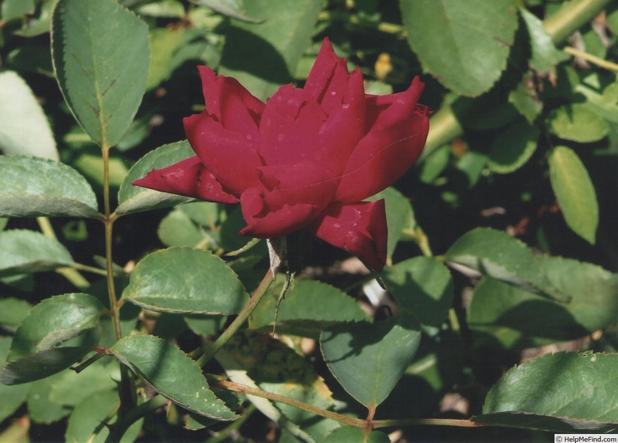 'Red Origami' rose photo