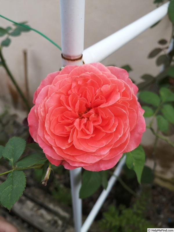 'Emilien Guillot ®' rose photo