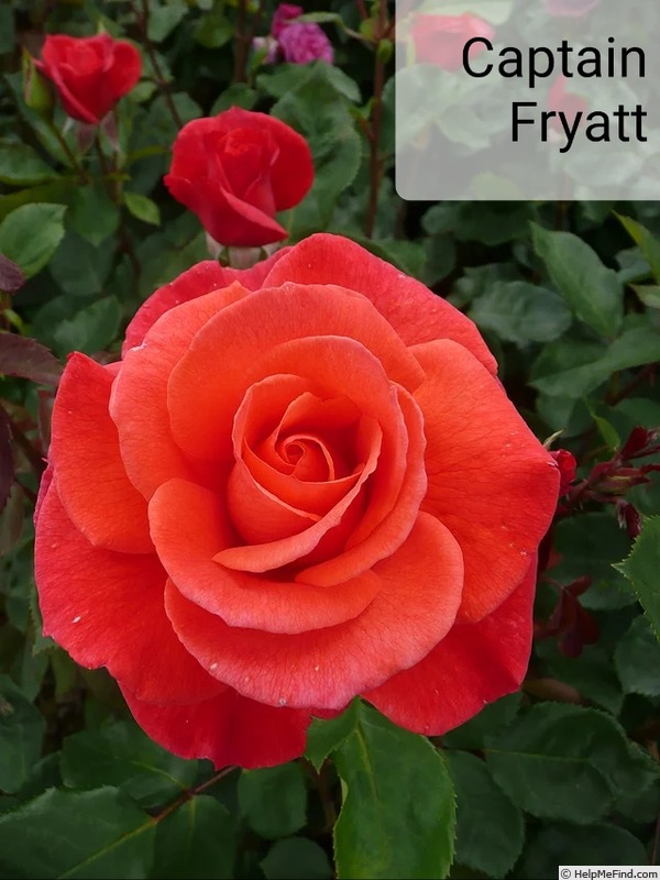 'Captain Fryatt Rose' rose photo