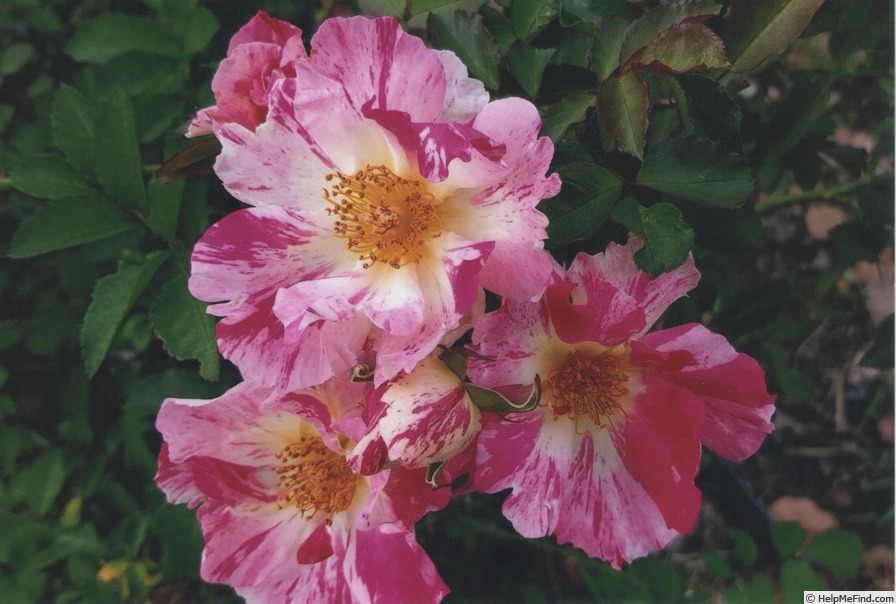 'Wow (floribunda, Sommerfeld before 2020)' rose photo