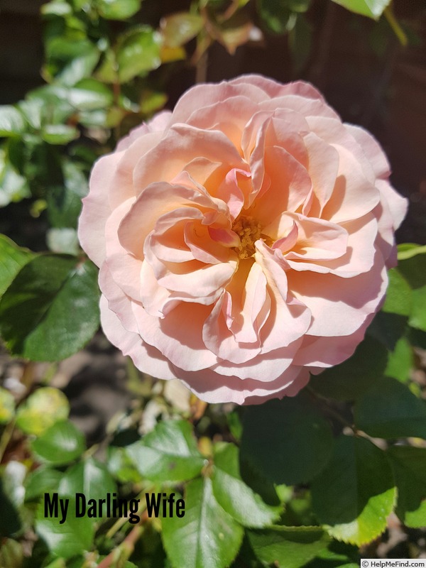 'My Darling Wife' rose photo