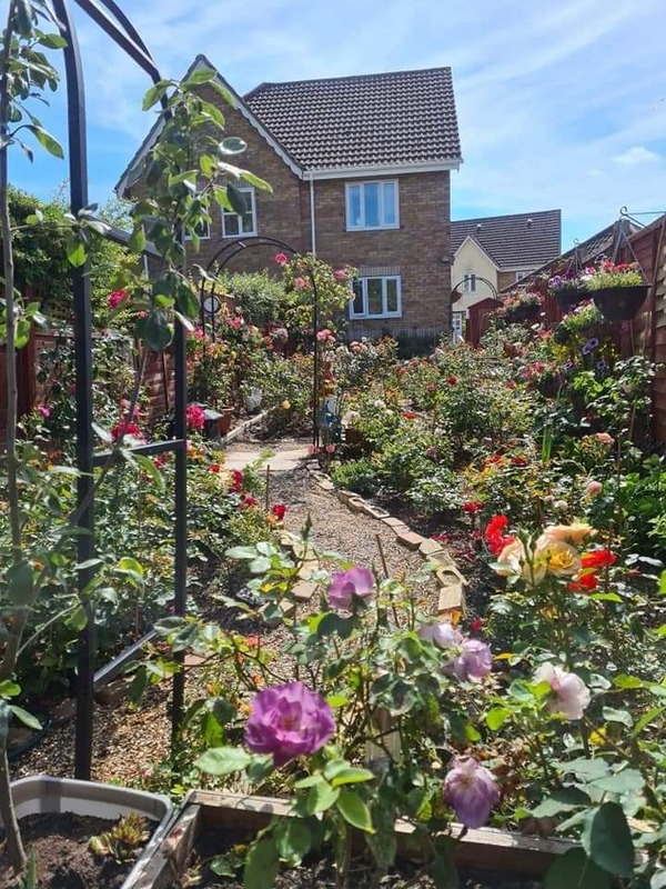'Oaklens Rose Garden'  photo