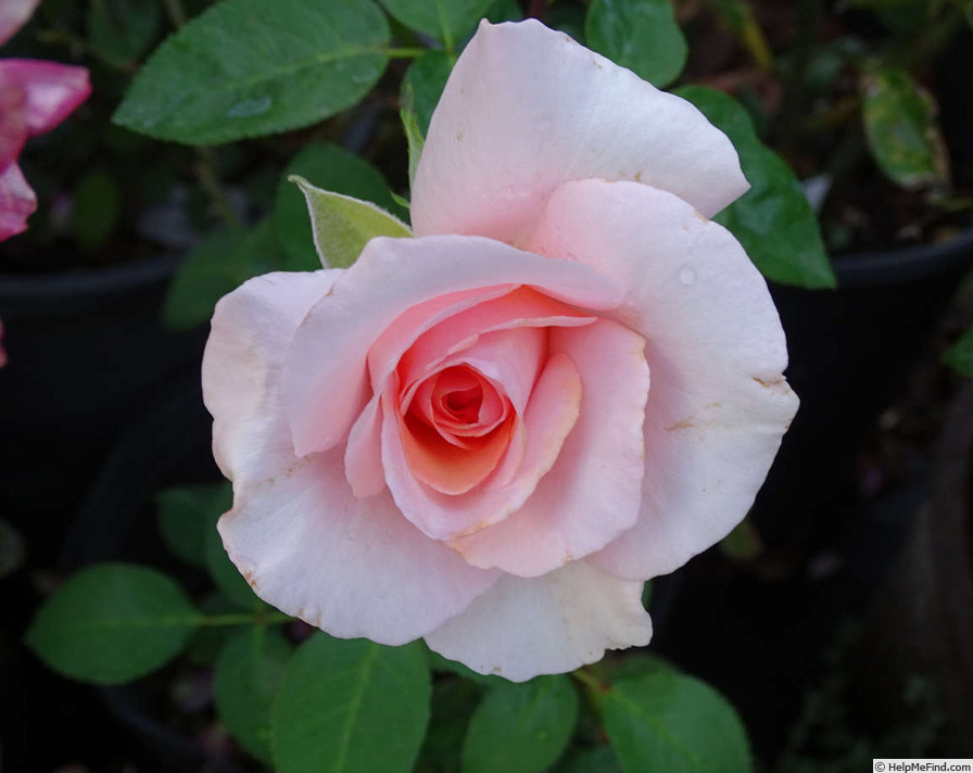 'Geraldine Ferraro' rose photo