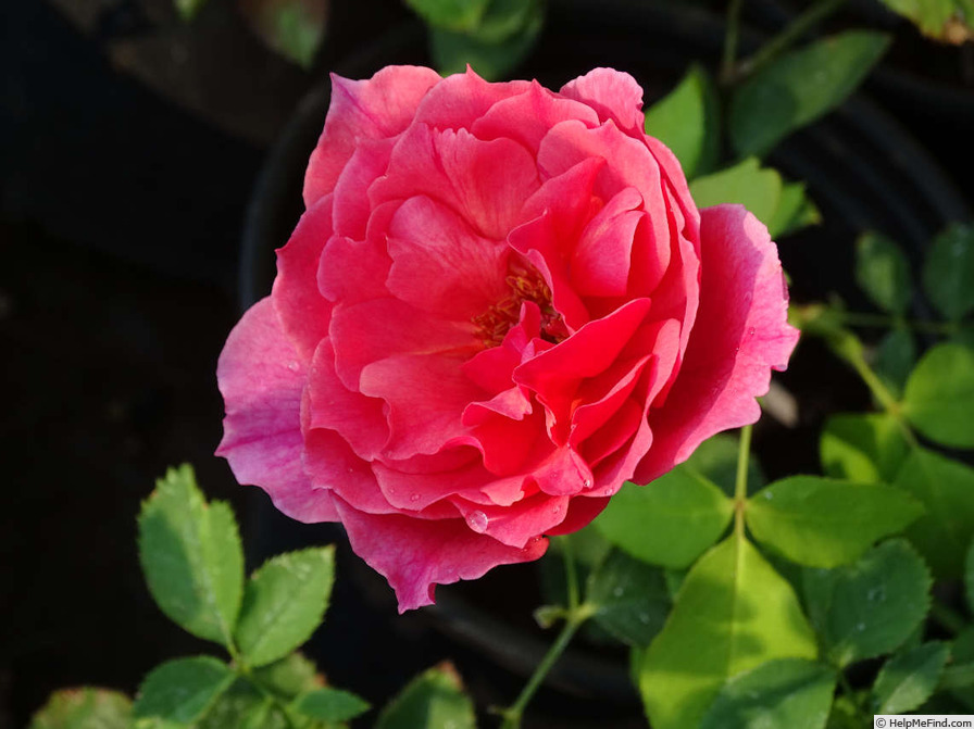 'Glory Days (hybrid tea, Warriner before 1990)' rose photo