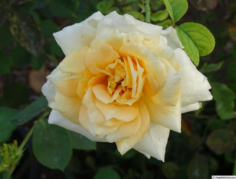 'Henrietta Barnett' rose photo