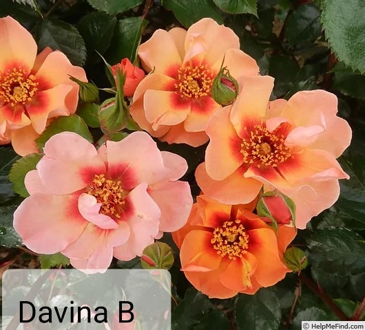 'DICscifi' rose photo