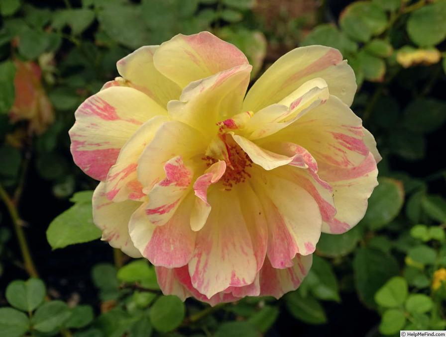 'La Park' rose photo