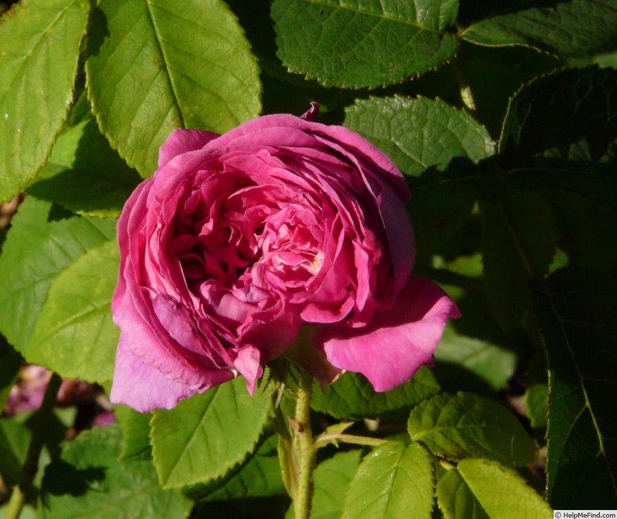 'Belle Biblis' rose photo