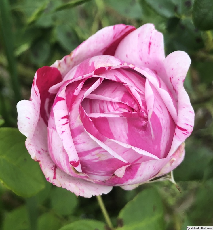 'Variegata di Bologna' rose photo