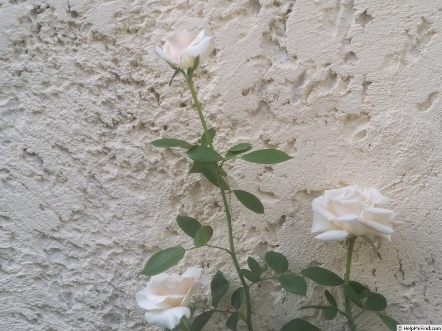 'A Whiter Shade of Pale (hybrid tea, Pearce 2006)' rose photo