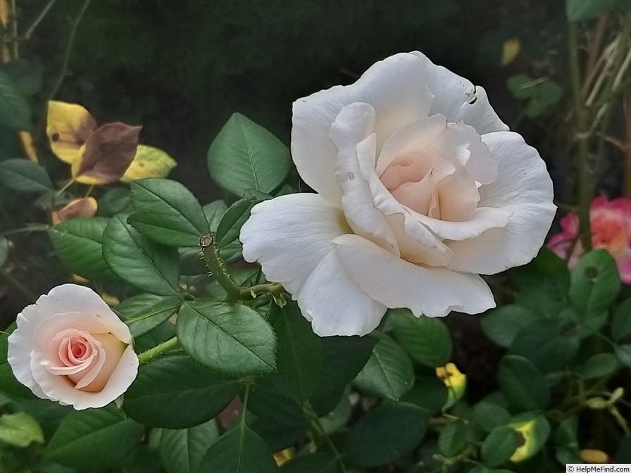 'A Whiter Shade of Pale (hybrid tea, Pearce 2006)' rose photo
