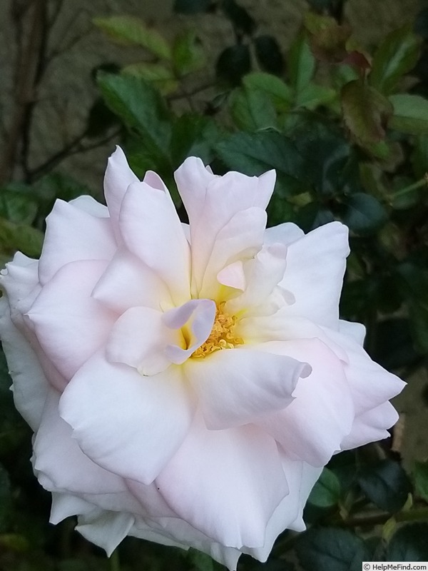 'A Whiter Shade of Pale (hybrid tea, Pearce 2006)' rose photo
