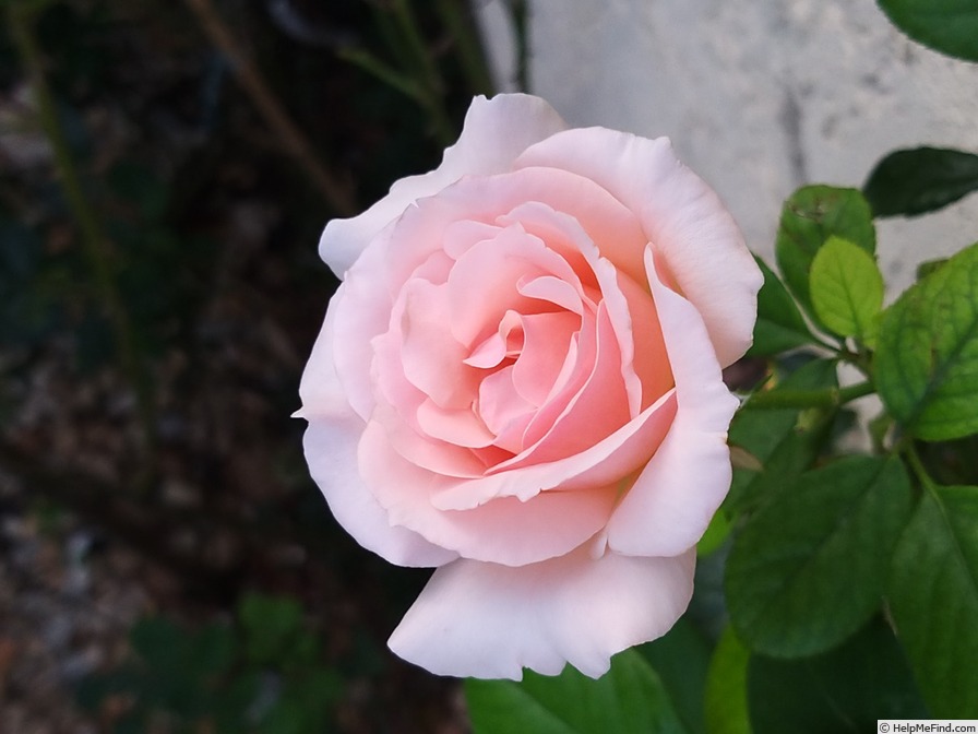 'A Whiter Shade of Pale (hybrid tea, Pearce 2006)' rose photo