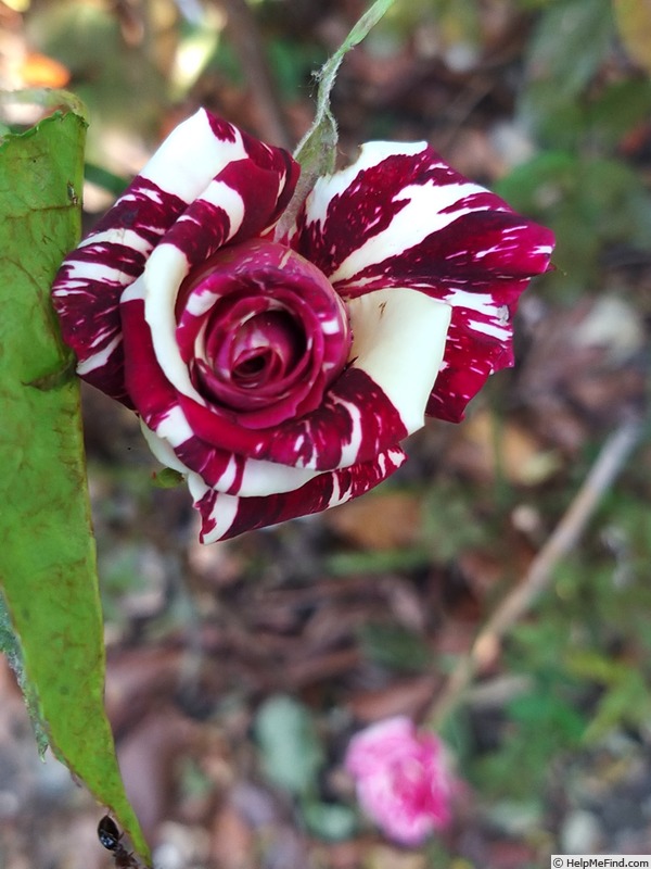 'KORhocsel' rose photo
