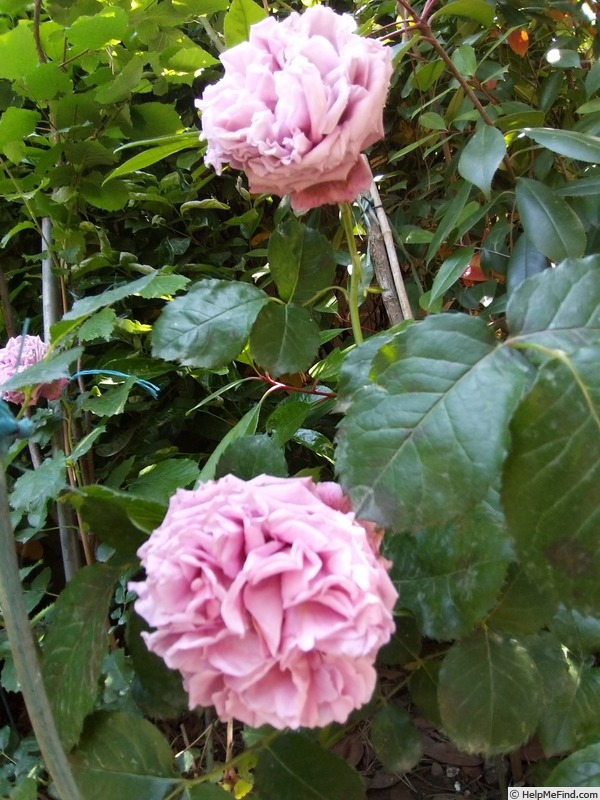 'Agnès Schilliger ®' rose photo