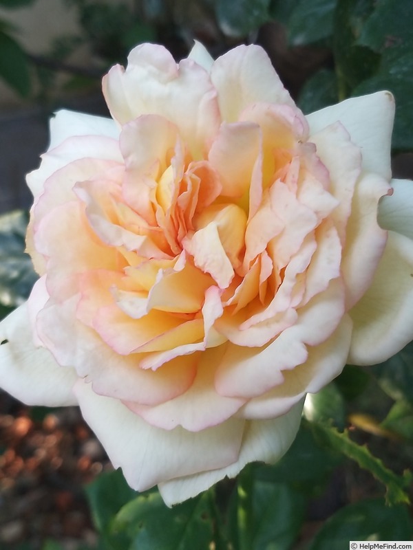 'Alphonse Daudet ®' rose, click to enlarge 'Alphonse Daudet ®' rose photo