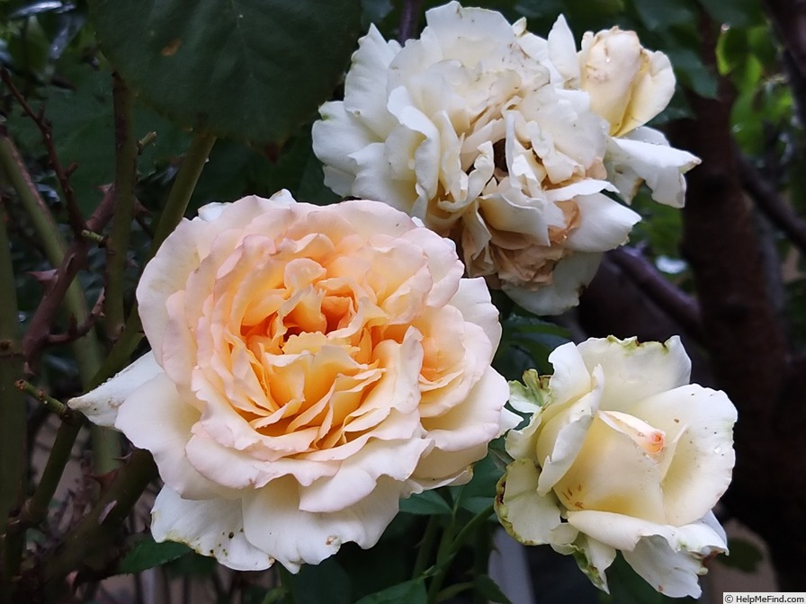 'Alphonse Daudet ®' rose, click to enlarge 'Alphonse Daudet ®' rose photo