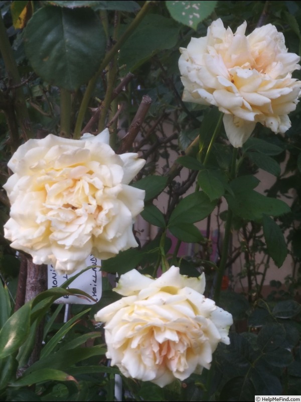 'Alphonse Daudet ®' rose, click to enlarge 'Alphonse Daudet ®' rose photo