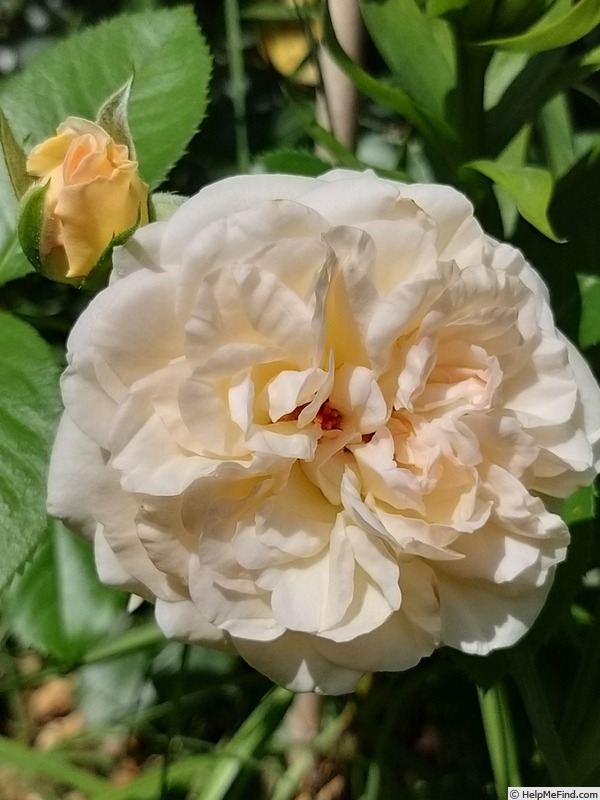 'Amber Voluptia ®' rose photo
