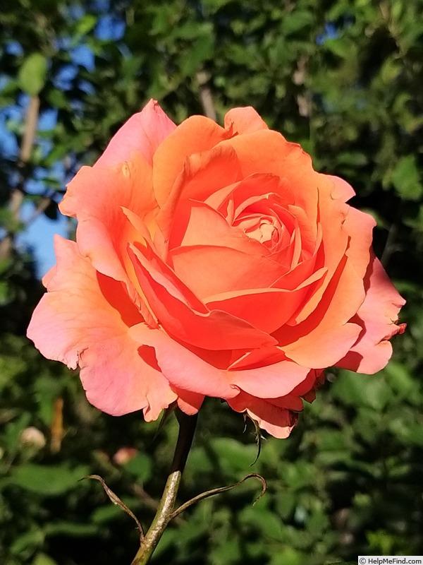 'Amour de Molène ®' rose photo