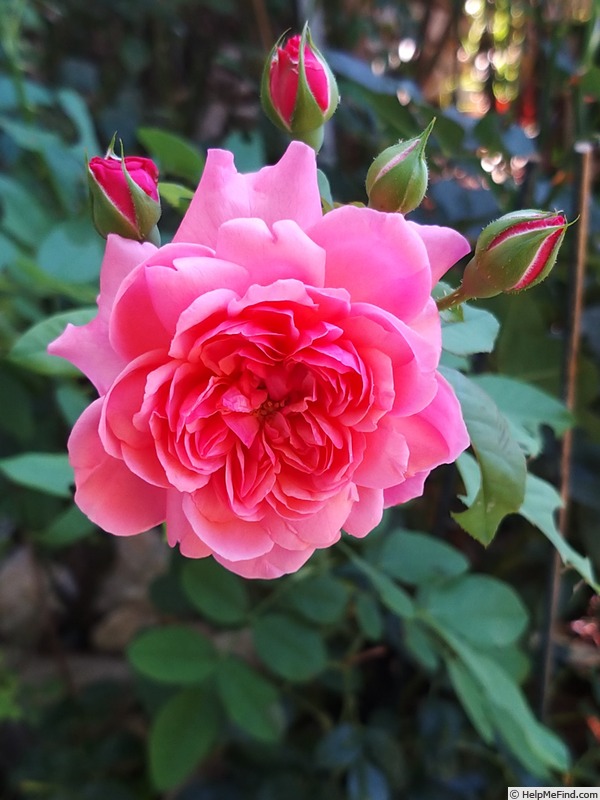 'André Brunel' rose photo