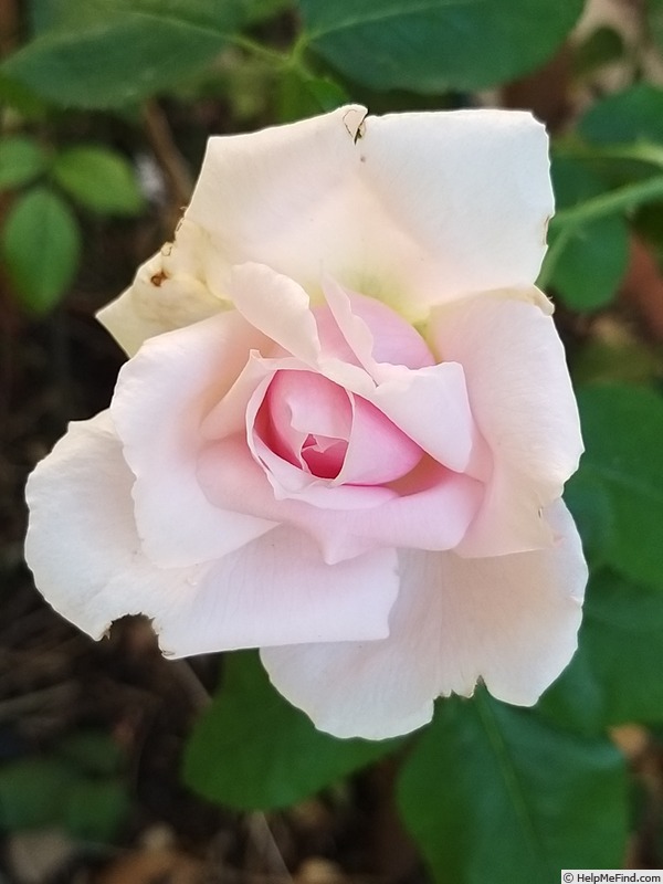 'André Eve le jardinier des roses ®' rose photo