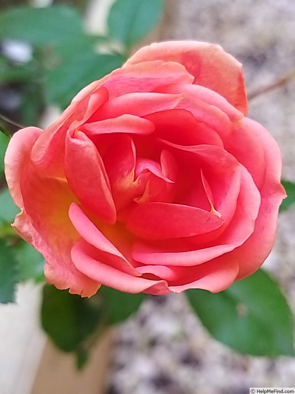 'Mandarin ®  (miniature, Kordes, 2003/16)' rose photo