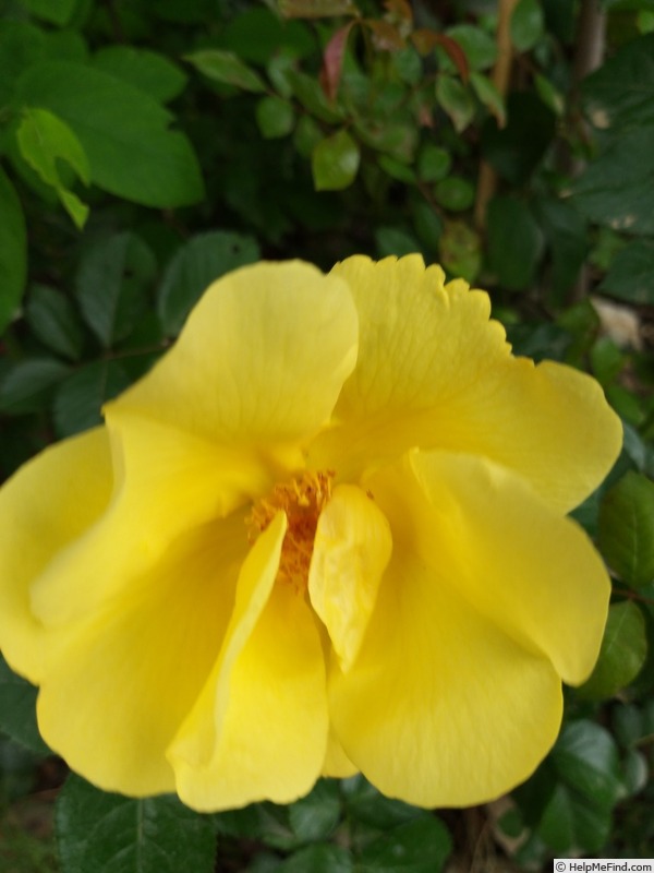 'Lemon Fizz ® (shrub, Kordes 2001)' rose photo