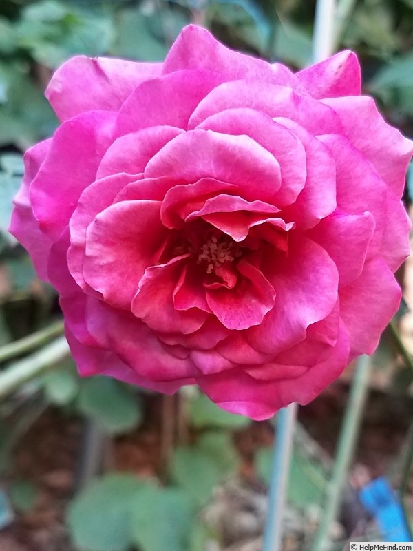 'Anne-Sophie Pic' rose photo