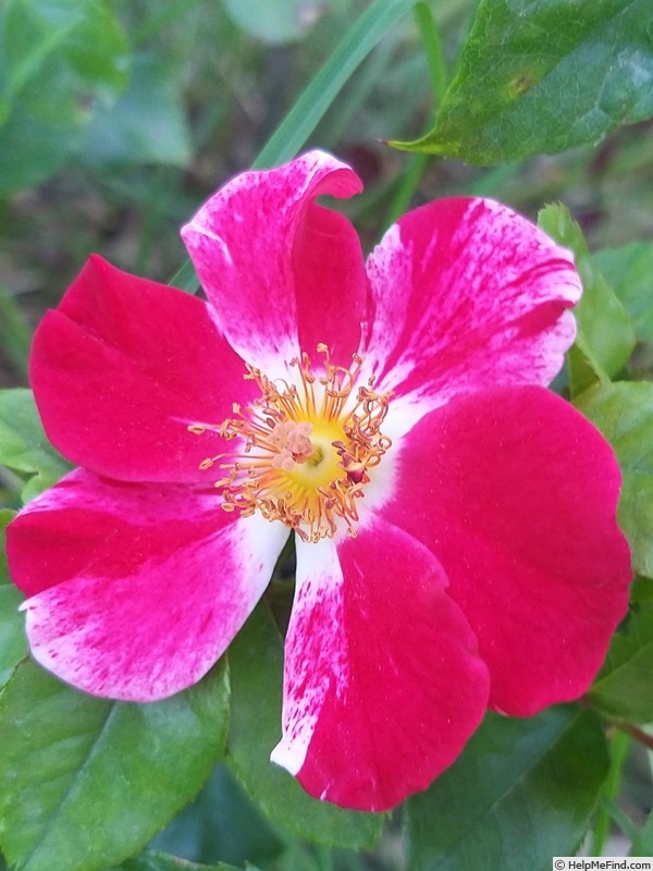 'Arabesque (Shrub. Interplant. before 1997)' rose photo
