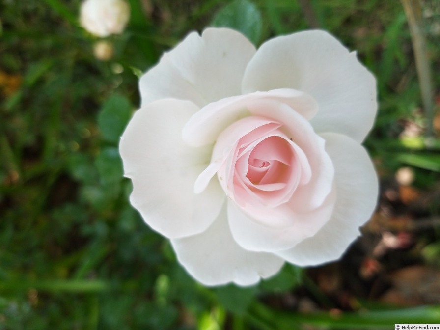 'Aspirin ® Rose' rose photo