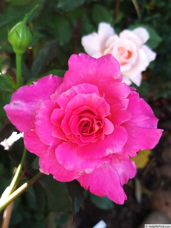 'Belle de Clermont®' rose photo