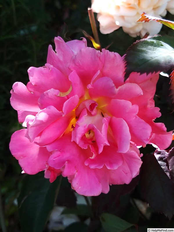 'Belle de Clermont®' rose photo