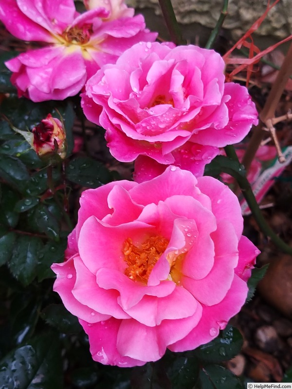 'Belle de Clermont®' rose photo
