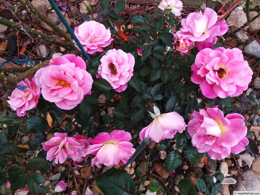 'Belle de Clermont®' rose photo