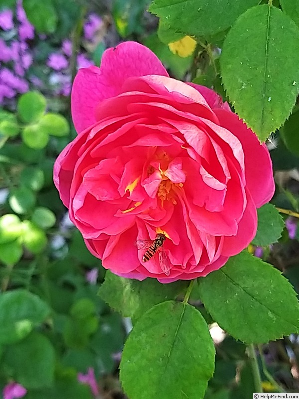 'Benjamin Britten' rose photo