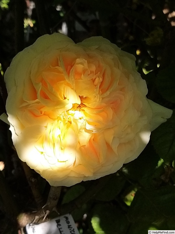 'Bernard Hinault ®' rose photo
