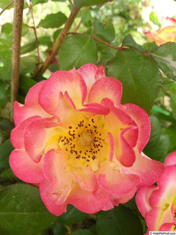 'Betty Boop ™ (Floribunda, Carruth, 1999)' rose photo