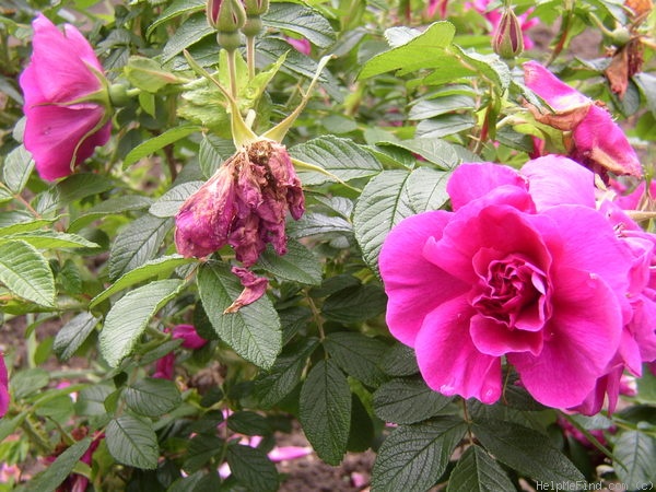 'Roseraie de l'Haÿ' rose photo