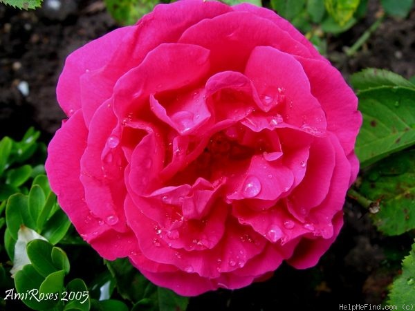 'Prudence Besson' rose photo