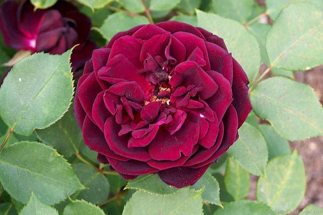 'Louis XVI (gallica)' rose photo