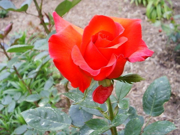'Wildfire ™ (hybrid tea, Zary 2004)' rose photo
