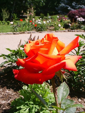 'Wildfire ™ (hybrid tea, Zary 2004)' rose photo
