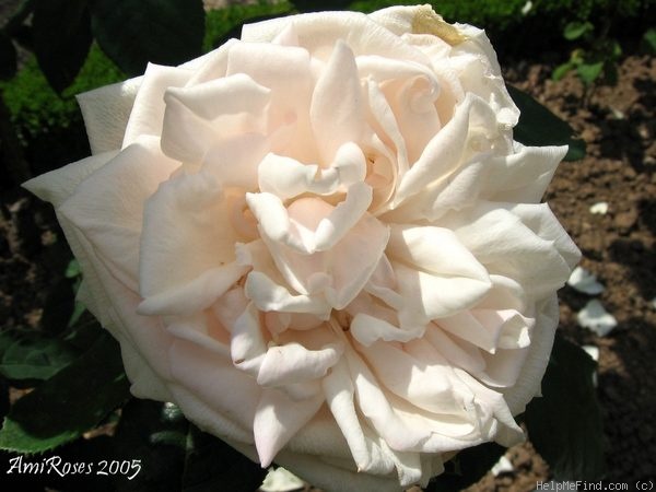 'Madame Fortunée Besson' rose photo